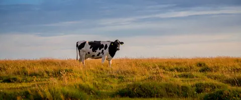 Pilotgårde tester regenerative landbrugsmetoder