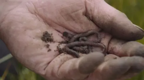 Regnorme er jordens bedste ingeniører | Arla Øko | Arla